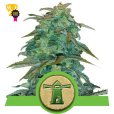 Royal Haze Auto - Royal Queen Seeds